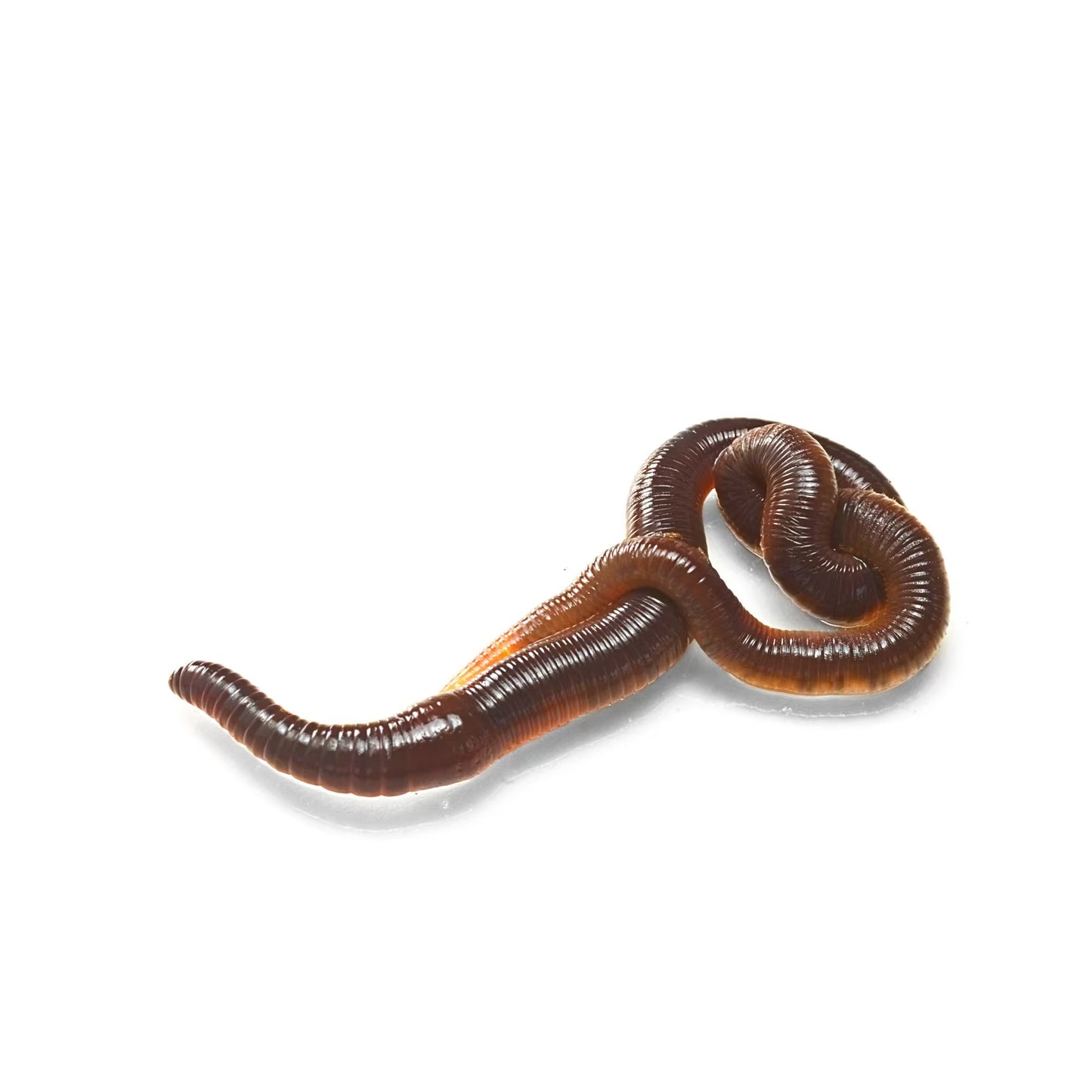 Nightcrawlers - 12ct
