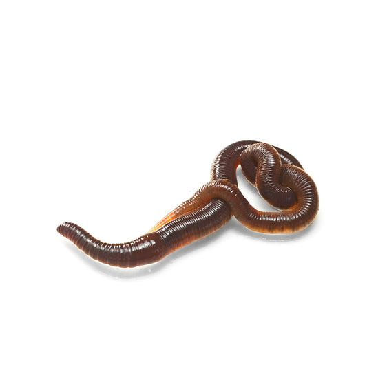 Nightcrawlers - 12ct